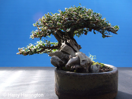 cotoneaster bonsai